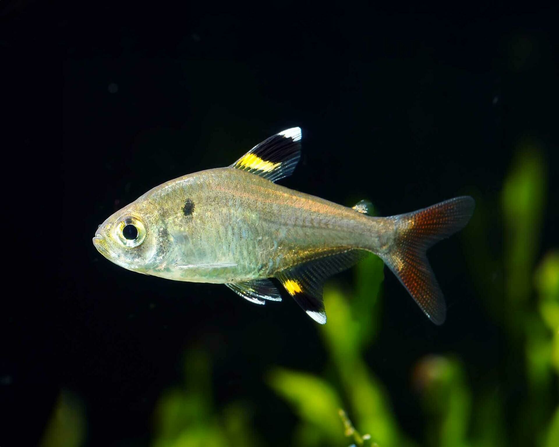 Imagem do Tetra Pristella
